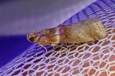Acrobasis tumidana