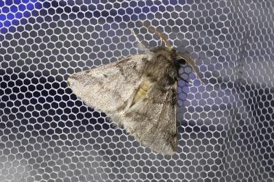 Thaumetopoea processionea