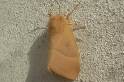 Lasiocampa quercus