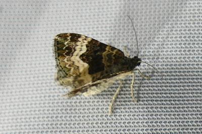 Epirrhoe alternata