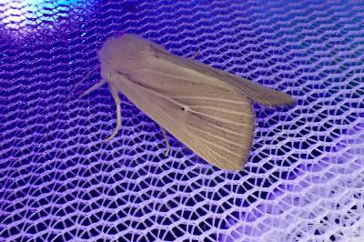 Mythimna sicula