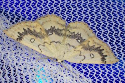 Cyclophora annularia