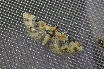 Eupithecia linariata