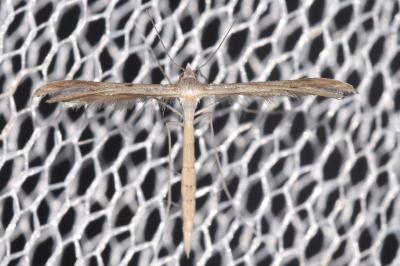 Stenoptilia zophodactyla
