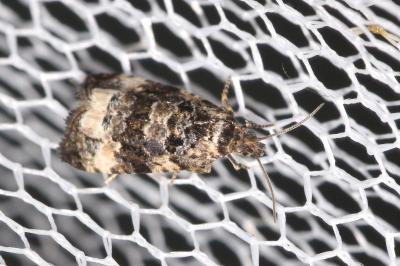 Endothenia marginana