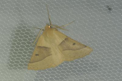 Crocallis elinguaria