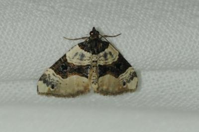 Cosmorhoe ocellata