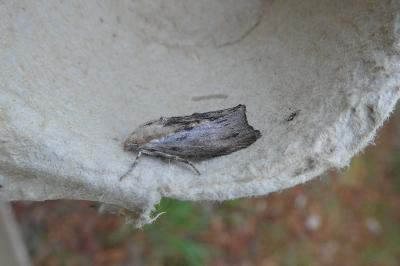 Galleria mellonella