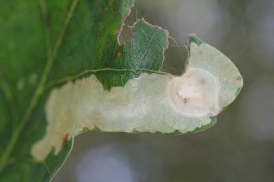 Tischeria ekebladella
