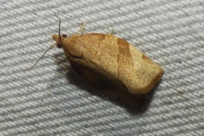 Pandemis cerasana