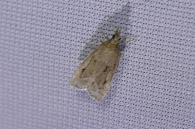Eudonia pallida