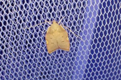 Carcina quercana