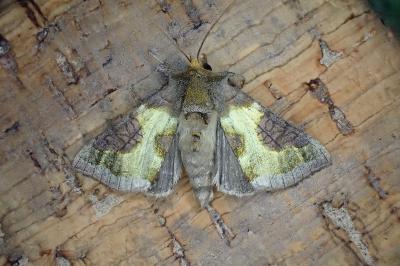Diachrysia stenochrysis