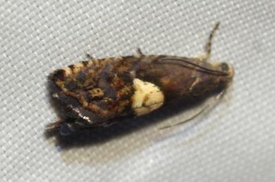 Pammene populana