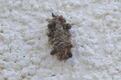 Diplodoma laichartingella