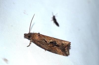 Endothenia quadrimaculana