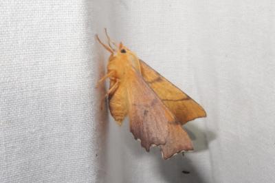 Ennomos fuscantaria