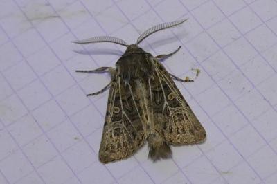 Tholera decimalis