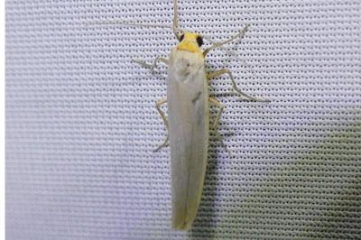 Eilema caniola