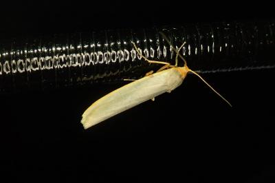 Eilema caniola