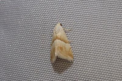 Eublemma parva