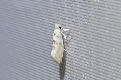 Niphonympha dealbatella