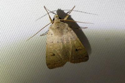 Xestia castanea