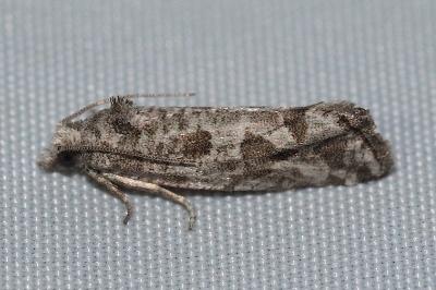 Lobesia helichrysana