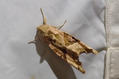 Phlogophora meticulosa