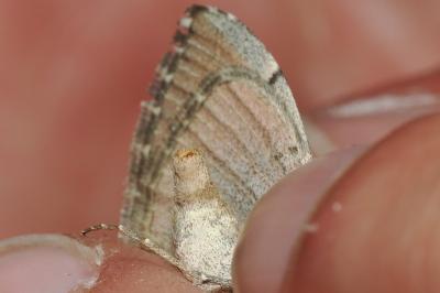 Aplocera plagiata