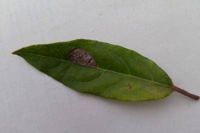 Phyllonorycter lantanella