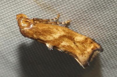Epermenia falciformis