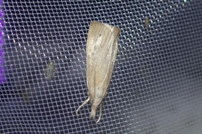 Calamotropha paludella