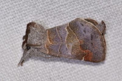 <i>Clostera pigra</i>