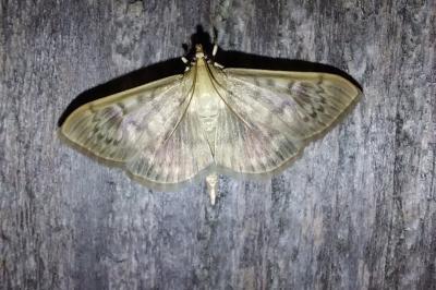 <i>Patania ruralis</i>