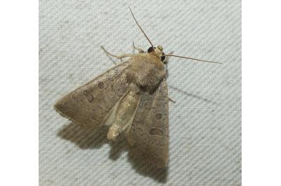 <i>Hoplodrina ambigua</i>