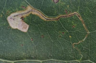 <i>Stigmella trimaculella</i>