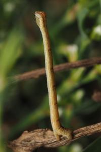 <i>Lythria purpuraria</i>