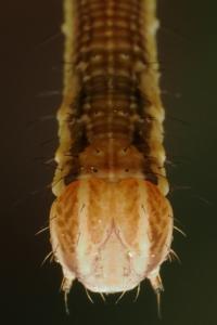<i>Lythria purpuraria</i>