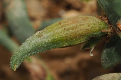 <i>Augasma aeratella</i>
