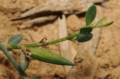 <i>Augasma aeratella</i>