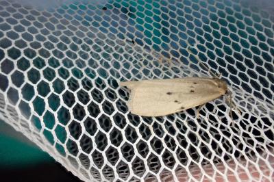 <i>Pelosia muscerda</i>