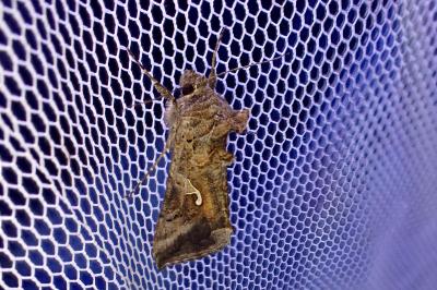 <i>Autographa gamma</i>