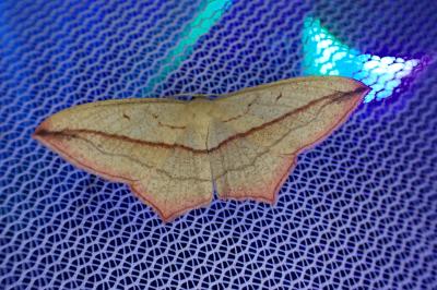 <i>Timandra comae</i>