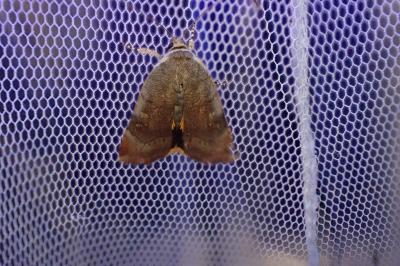<i>Noctua janthe/janthina</i>