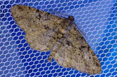 <i>Peribatodes rhomboidaria</i>