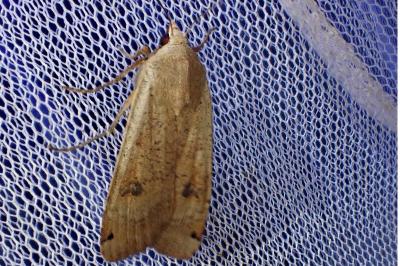 <i>Noctua pronuba</i>