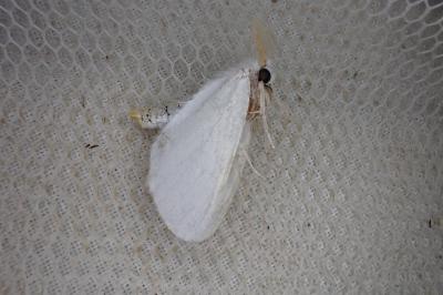 <i>Sphrageidus similis</i>