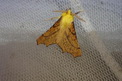 <i>Ennomos alniaria</i>