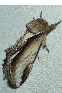 <i>Pheosia gnoma</i>